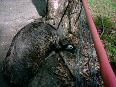 Emu