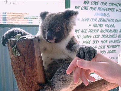 Snookums holding the koala's hand