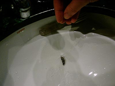 Salting the evil leech