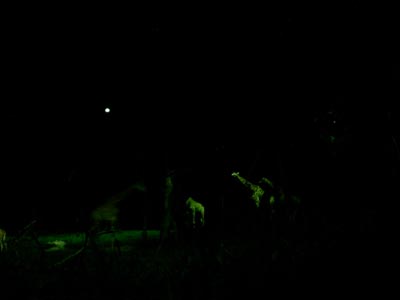 Giraffes at the Night Safari