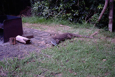 Goanna