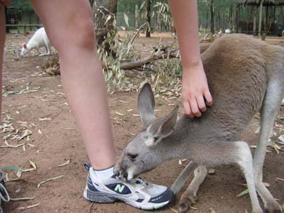 Skippy goes for my shoe