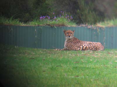 Cheetah