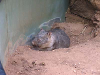 Wombat