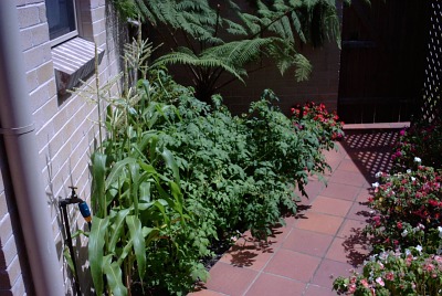 Veggie patch