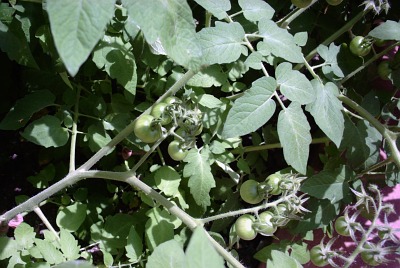 Baby tomatoes