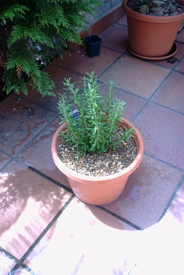 Rosemary