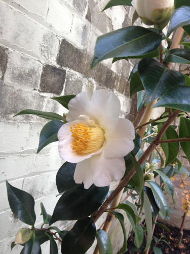 Camellias