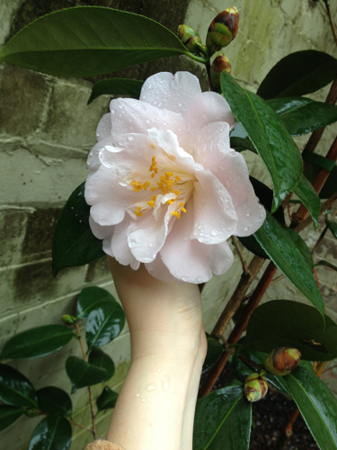 Camellia