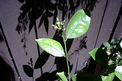 Baby lemons