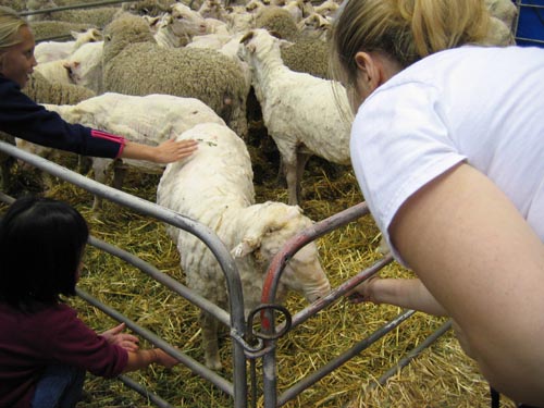 Petting a sheep