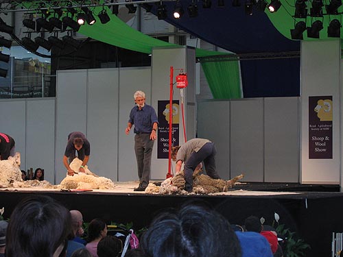 Sheep shearing