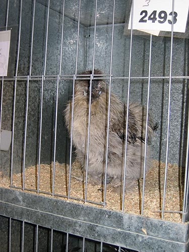 Silkie