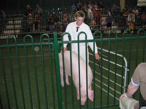 Pig herding