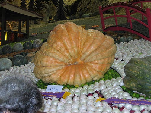Massive pumpkin
