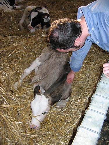 Snookums and a cow