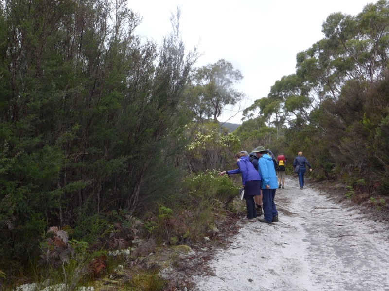 Bushwalk