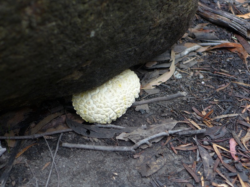 Fungus