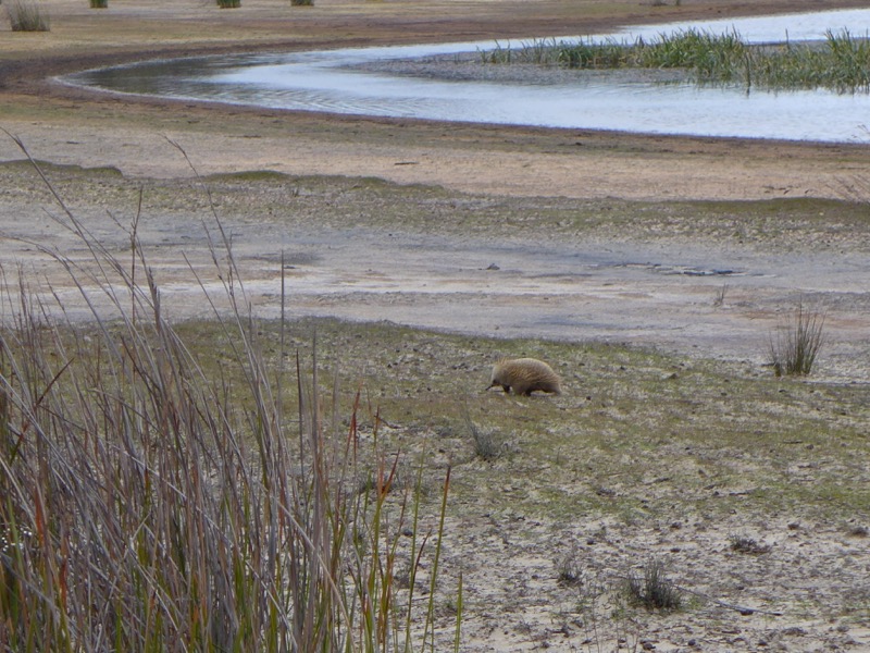 Echidna