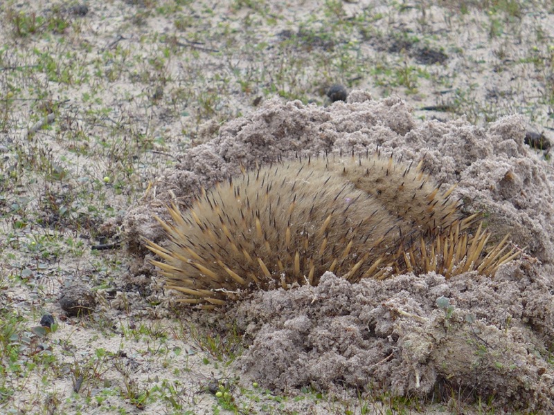 Echidna