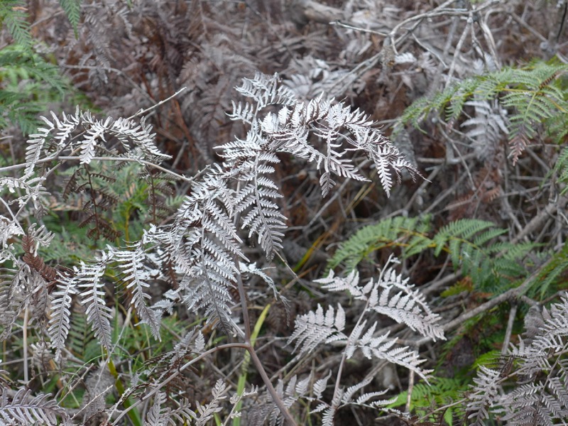 Silver fern