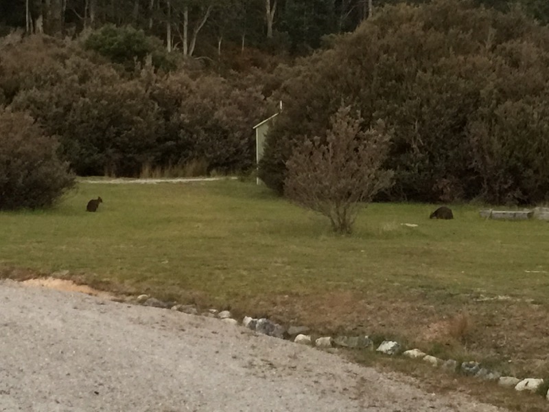 Pademelon