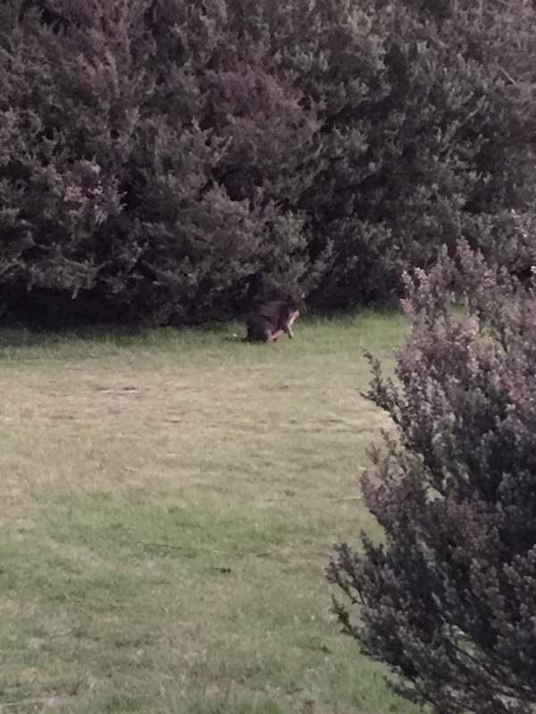 Pademelon