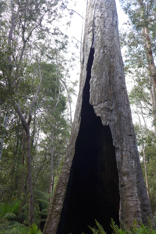 Rainforest walk