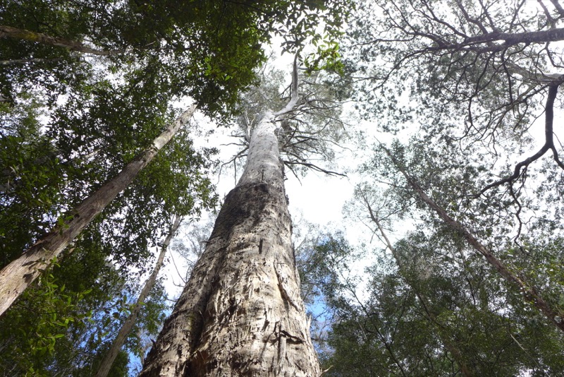 Rainforest walk