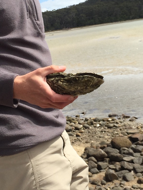 Giant oyster