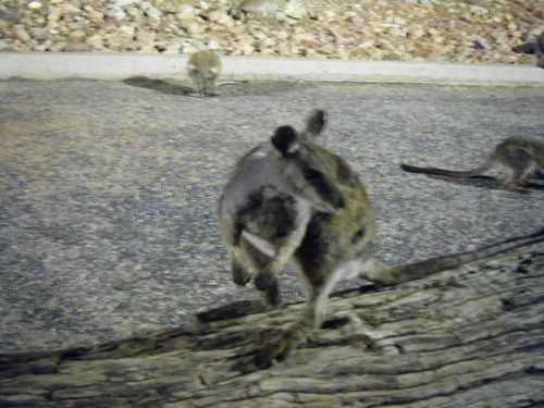 Rock wallaby