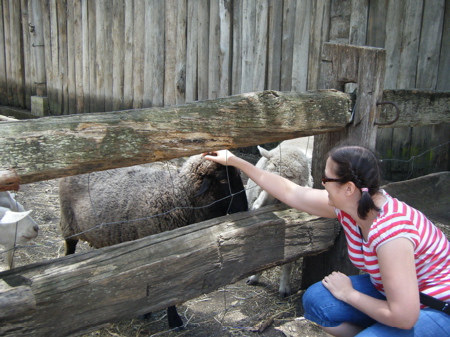 Petting a Sheep