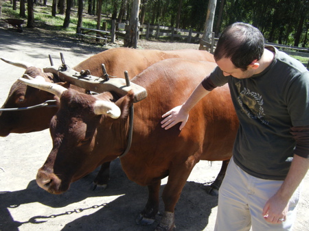 Snookums and a Bullock