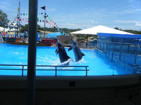 Dolphin show