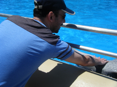 Petting the dolphins