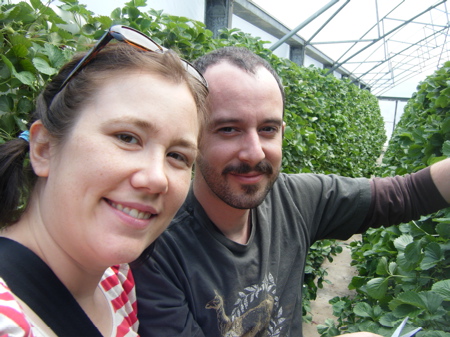 Picking Strawberries