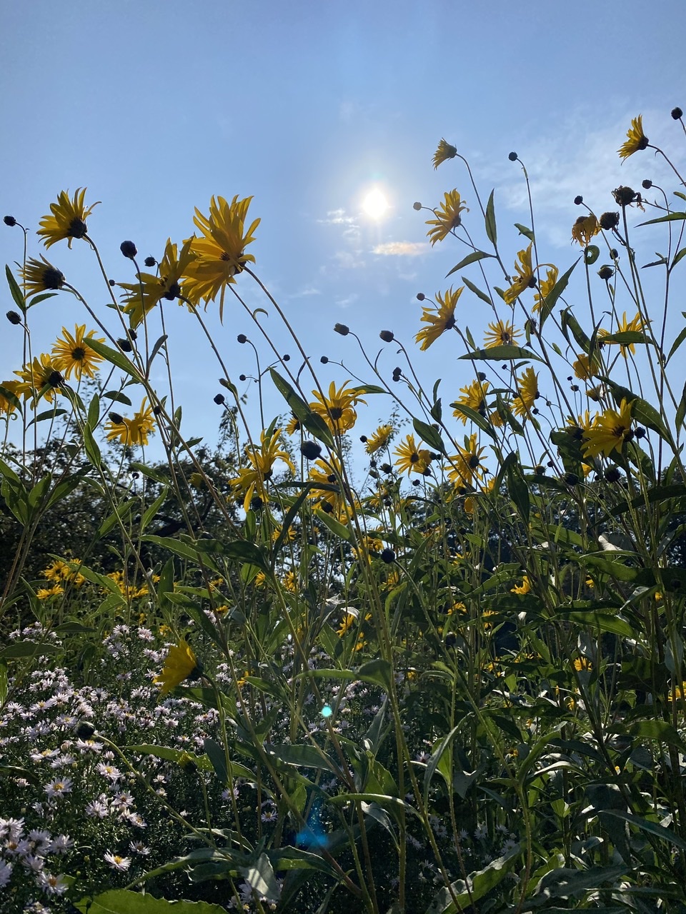 Flowers