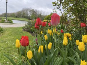 Tulips