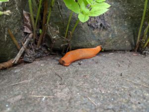 Slug