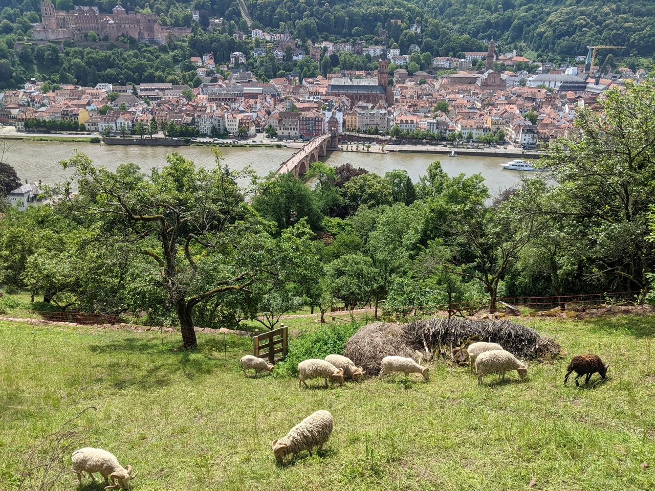 Sheep above the Neckar