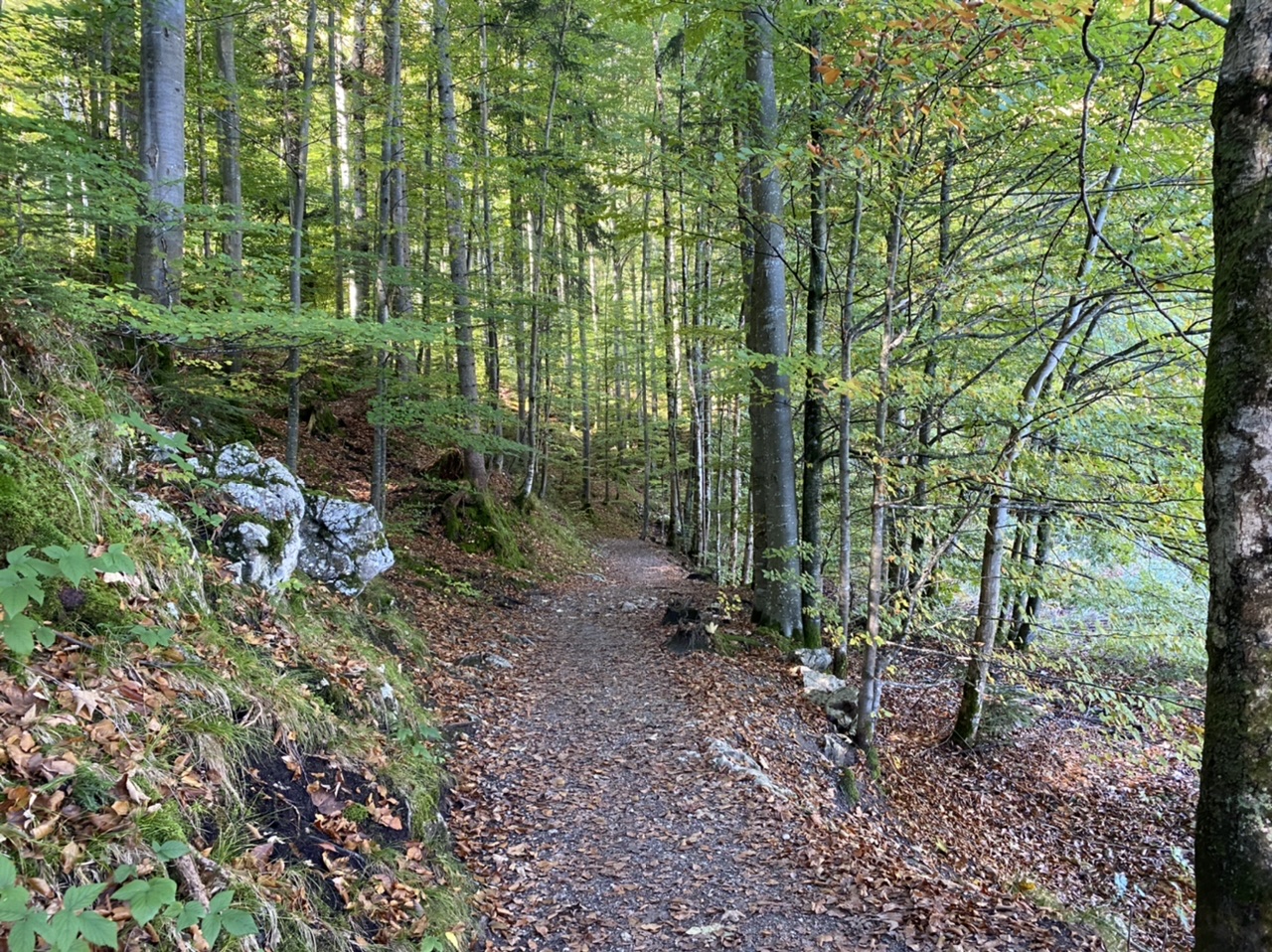 Alpsee path