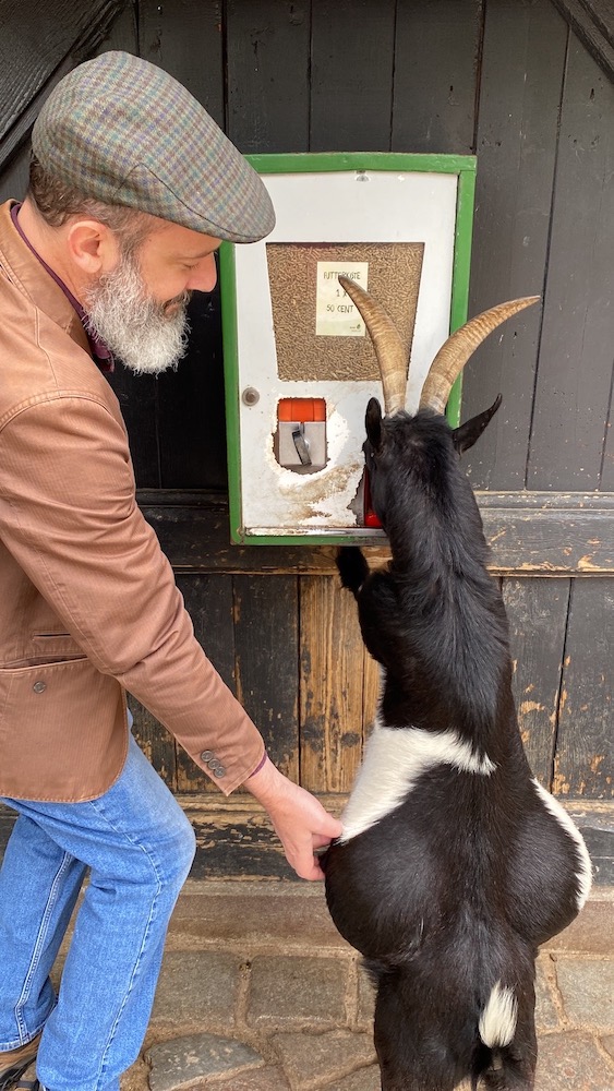 Pregnant goat