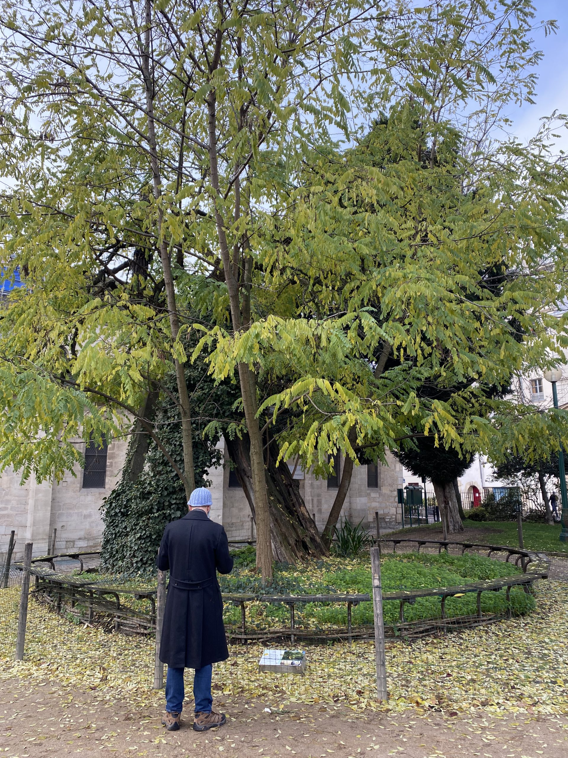 Oldest tree in Paris
