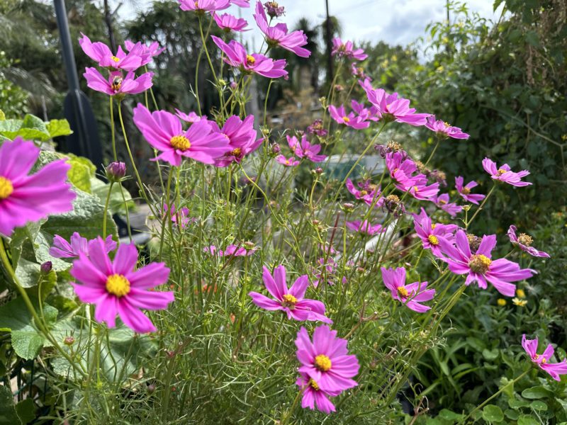 St. Kilda Community Garden