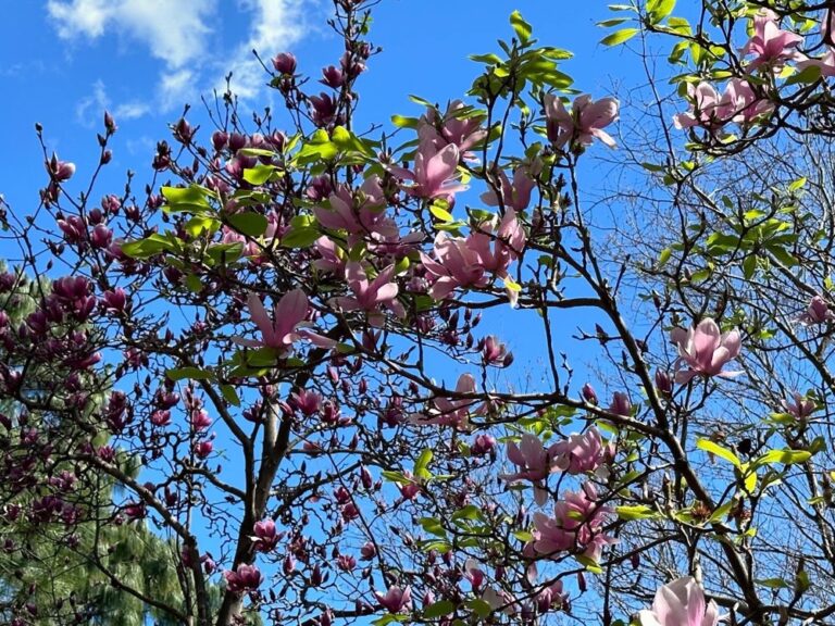 Did you know Sydney has a cherry blossom festival? We went out to the @auburnbotanicgardens today to see the blossoms, eat chicken katsu sandos from @kenchancurry.au, and watch @hellokitty sing karaoke. 🌸🎋🇯🇵🇦🇺 #cherryblossomfestival