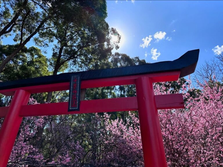 Did you know Sydney has a cherry blossom festival? We went out to the @auburnbotanicgardens today to see the blossoms, eat chicken katsu sandos from @kenchancurry.au, and watch @hellokitty sing karaoke. 🌸🎋🇯🇵🇦🇺 #cherryblossomfestival
