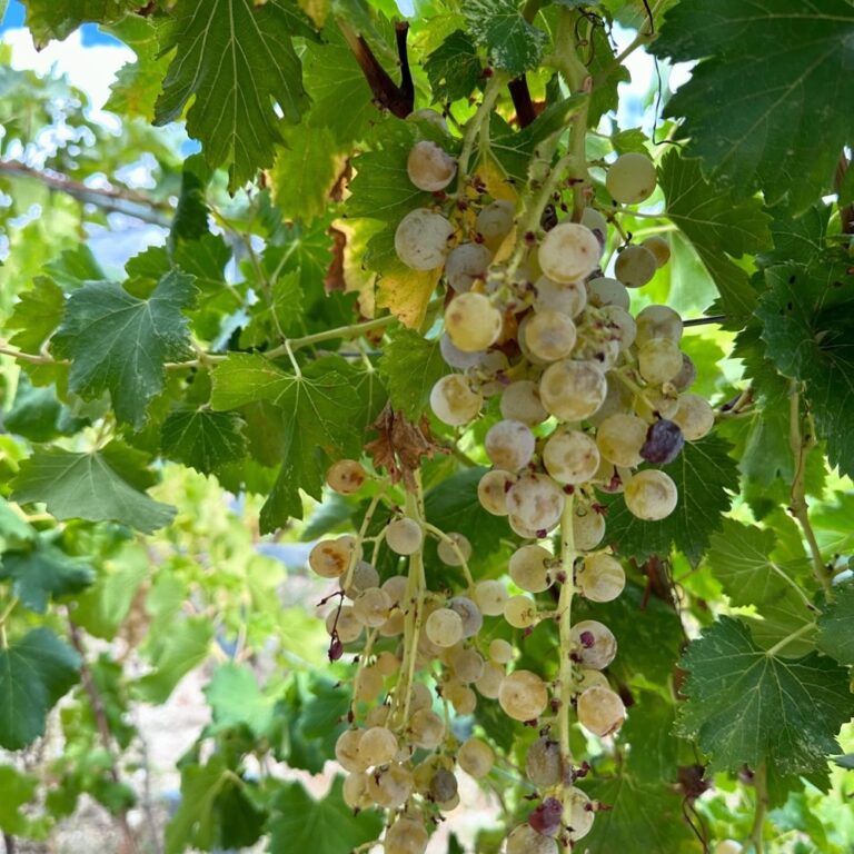 A food tour of Crete! We visited the Cretan Dragon olive grove and dragonfruit farm, where we learned about Cretan agriculture and tasted some produce. Then we went to @titakiswines, where Andrea led us on a tour of the vineyard and a tasting of wine and raki. We finished with a lovely lunch. Perfect day! 🍷🫒🥗☀️