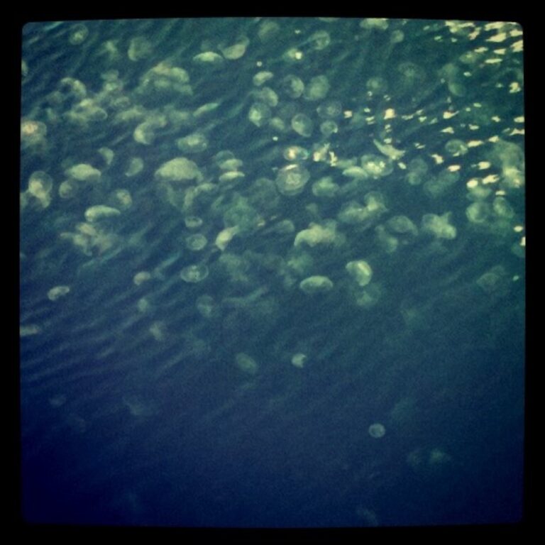 Jellyfish in Sydney Harbour (from Snook)