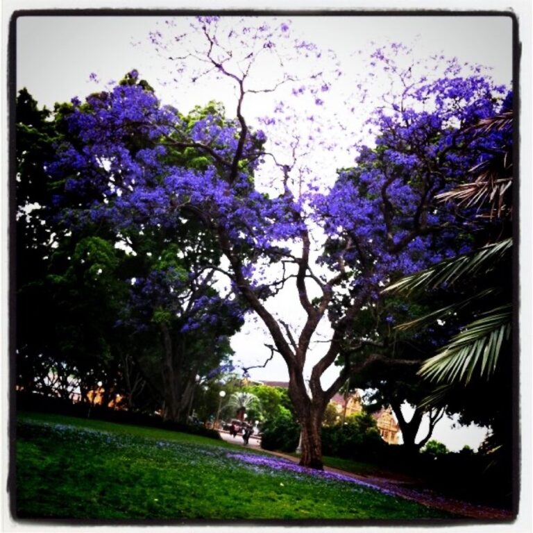 The most beautiful jacaranda in Hyde Park