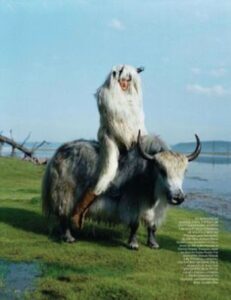 RT @wfarr: Eventually you stop shaving the yak and just become one with it https://t.co/w0UfCBX15E